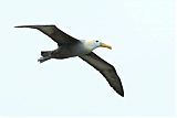 Waved Albatross